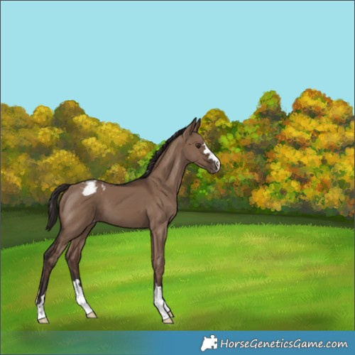 Horse Color:Liver Red Dun Appaloosa 
