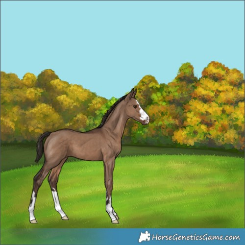 Horse Color:Liver Red Dun 