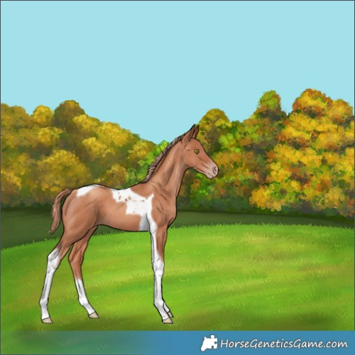 Horse Color:Gold Champagne Tobiano 