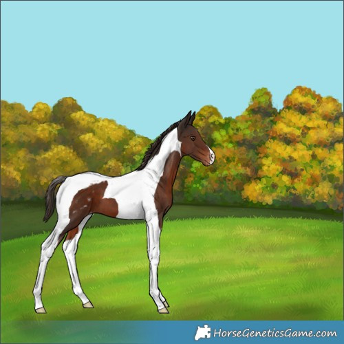 Horse Color:Liver Chestnut Tobiano Appaloosa 