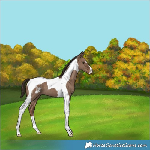 Horse Color:Liver Red Dun Tobiano Varnish 