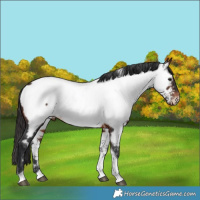 Horse Color:Brown Tobiano Near Fewspot 