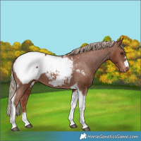 Horse Color:Chestnut Tobiano Snowcap 