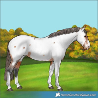 Horse Color:Bay Tobiano Near Fewspot