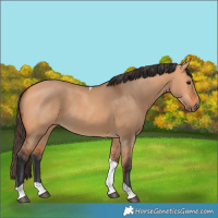 Horse Color:Bay Dun Tobiano Rabicano 