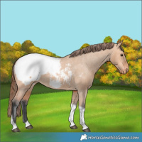 Horse Color:Bay Dun Tobiano Snowcap Rabicano