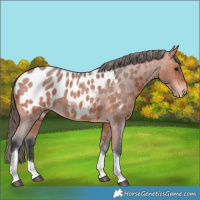 Horse Color:Bay Roan Tobiano Near Leopard 