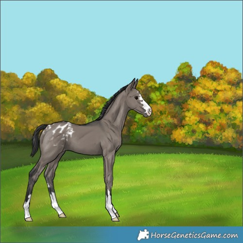 Horse Color:Grullo Appaloosa 