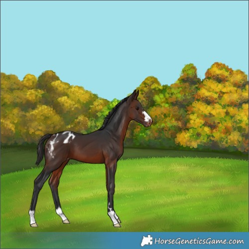 Horse Color:Brown Appaloosa 