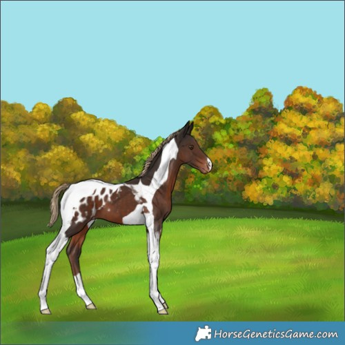 Horse Color:Liver Chestnut Tobiano Appaloosa 