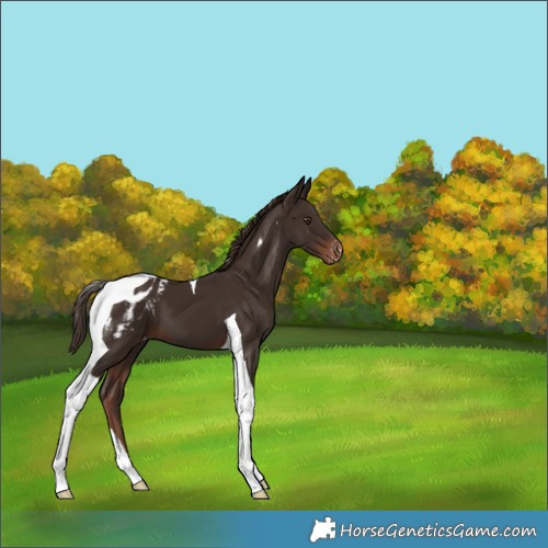 Horse Color:Liver Chestnut Tobiano Appaloosa 
