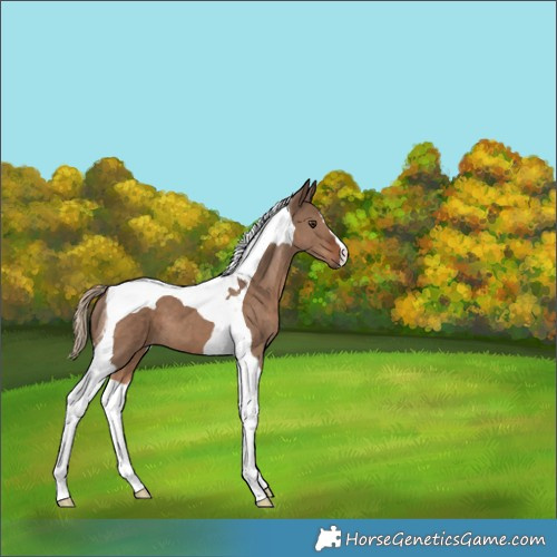 Horse Color:Liver Red Dun Tobiano 