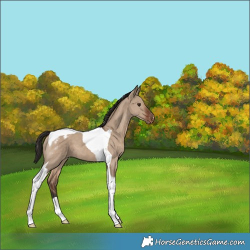 Horse Color:Liver Red Dun Tobiano Appaloosa 