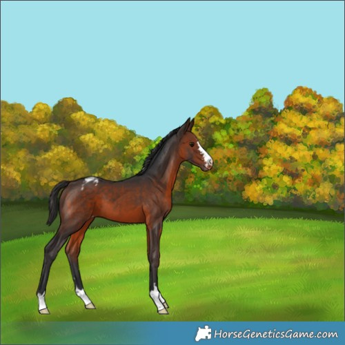 Horse Color:Brown Appaloosa 