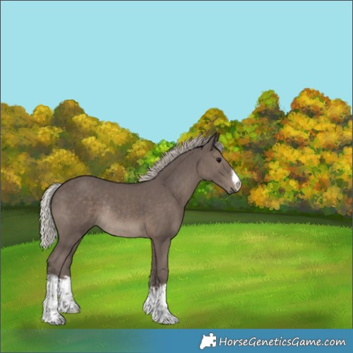 Horse Color:White Spotted Silver Black Rabicano 