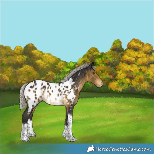 Horse Color:White Spotted Silver Buckskin Tobiano Appaloosa Rabicano 