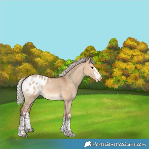 Horse Color:White Spotted Silver Bay Dun Appaloosa Rabicano 