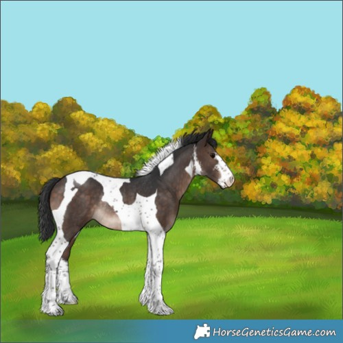 Horse Color:White Spotted Brown Tobiano Rabicano 