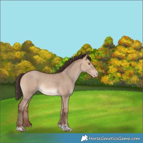 Horse Color:White Spotted Amber Champagne Dun Tobiano Rabicano 