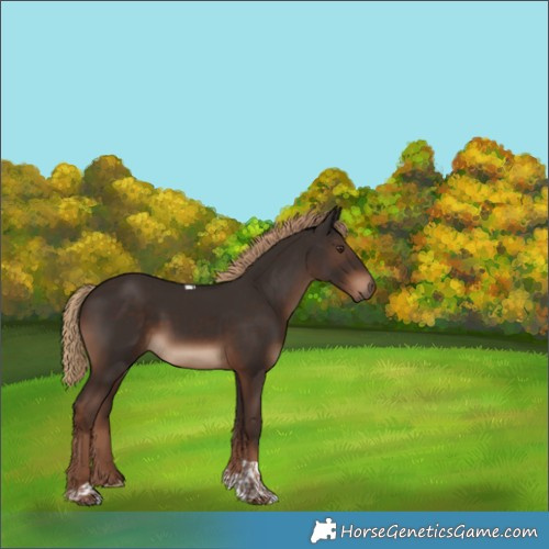 Horse Color:Liver Chestnut Tobiano Rabicano 