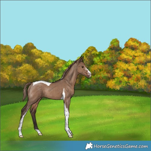 Horse Color:Liver Red Dun Sabino Tobiano Rabicano 