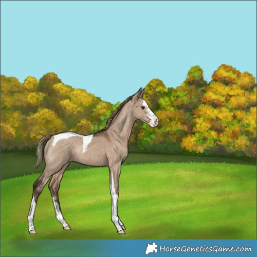 Horse Color:Liver Red Dun Sabino Tobiano Rabicano 