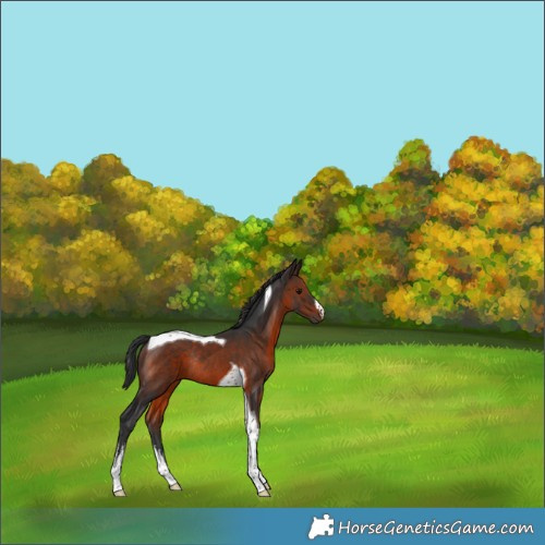 Horse Color:White Spotted Brown Tobiano Rabicano 