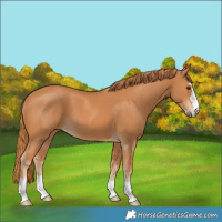 Horse Color:Chestnut 