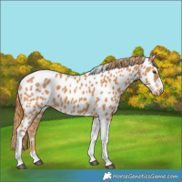 Horse Color:Chestnut Tobiano Near Leopard 