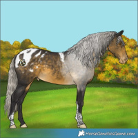 Horse Color:White Spotted Silver Buckskin Tobiano Appaloosa