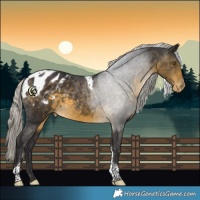 Horse Color:White Spotted Silver Buckskin Tobiano Appaloosa