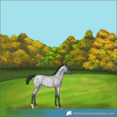 Horse Color:Blue Roan Rabicano 