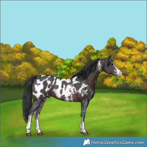 Horse Color:Brown Sabino Appaloosa Rabicano 