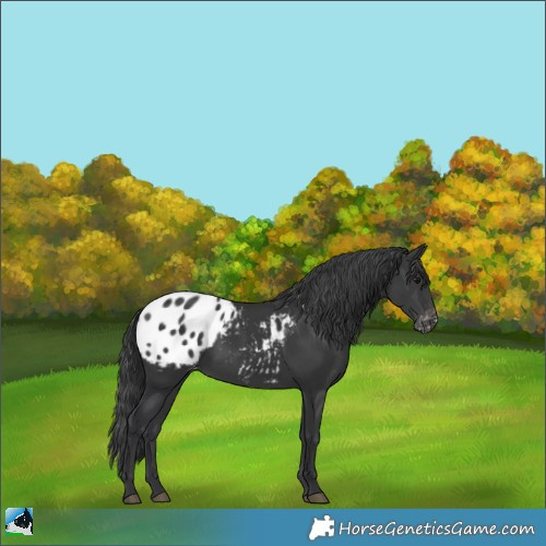 Horse Color:Black Appaloosa 