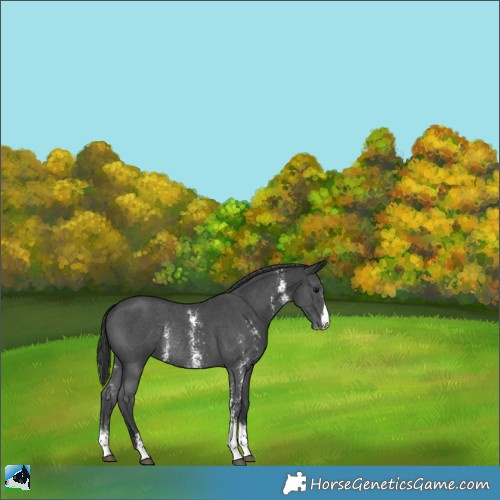 Horse Color:Black Sabino Rabicano 