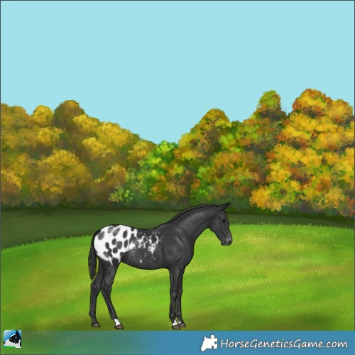 Horse Color:Black Appaloosa Rabicano 