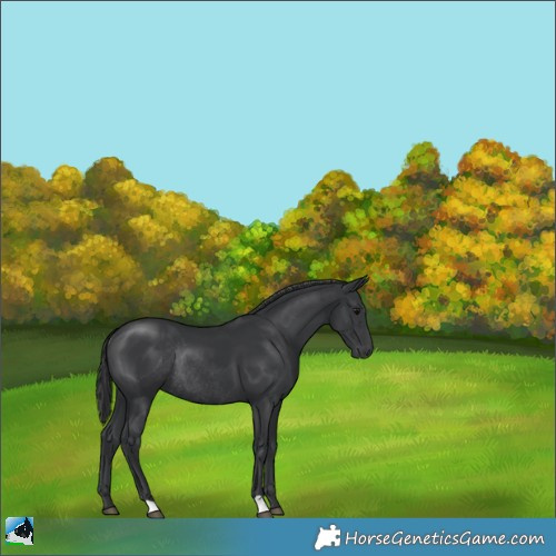 Horse Color:Black Rabicano 