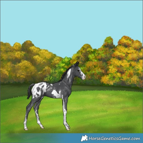 Horse Color:Black Sabino Tobiano Appaloosa 