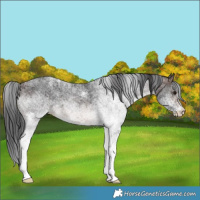 Horse Color:White Spotted Brown Rabicano