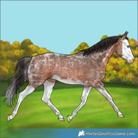 Horse Color:Bay Ice Splash Rabicano