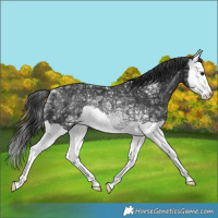 Horse Color:Black Ice Splash Rabicano 