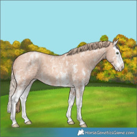Horse Color:Gold Champagne Ice Sabino Splash 