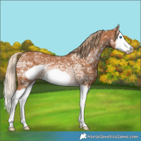 Horse Color:Chestnut Ice Splash Frame 