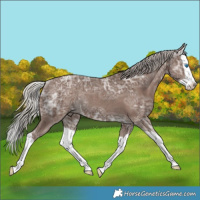 Horse Color:Silver Black Ice Splash Rabicano 