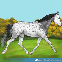 Horse Color:Black Ice Splash Near Leopard Rabicano 