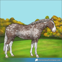 Horse Color:Silver Black Ice Splash 