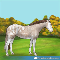 Horse Color:Red Dun Ice Splash Appaloosa 