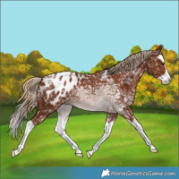 Horse Color:Chestnut Ice Splash Appaloosa 