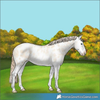 Horse Color:Smoky Grullo Ice Pearl Splash Near Leopard 