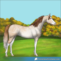 Horse Color:Red Dun Ice Splash